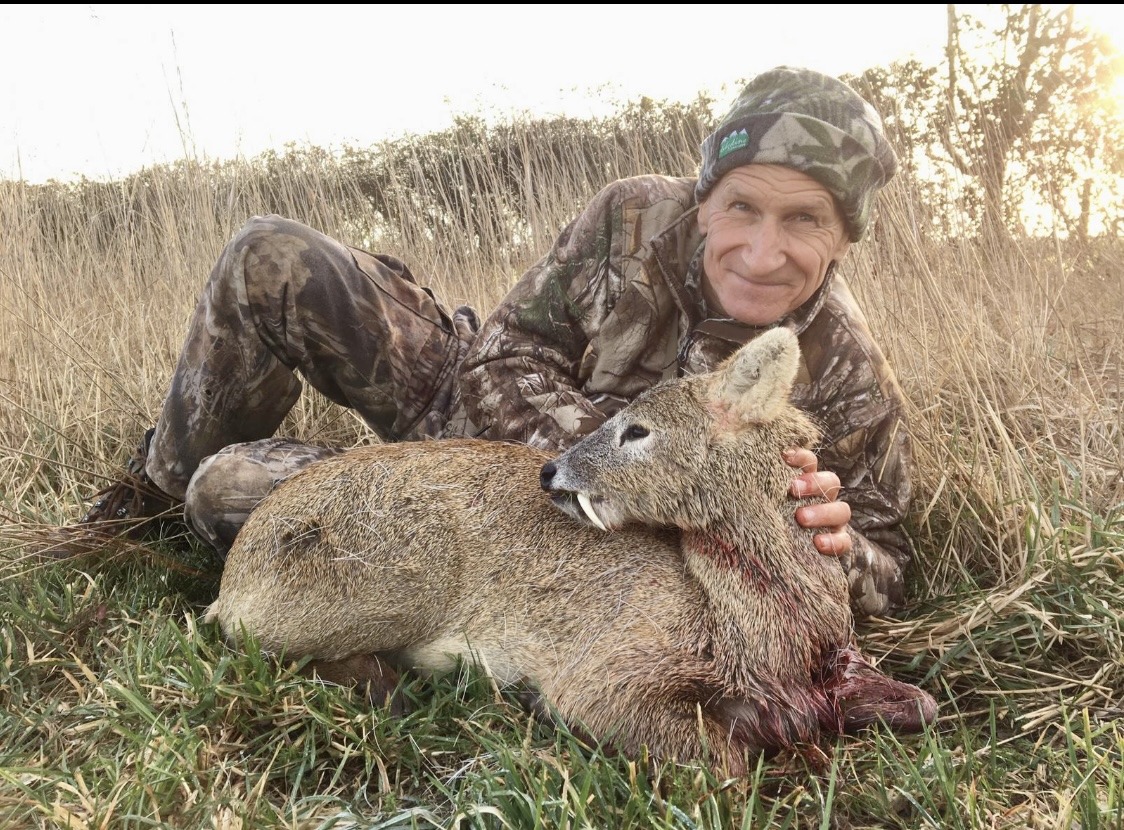 Norfolk Chinese water deer in golden evening light