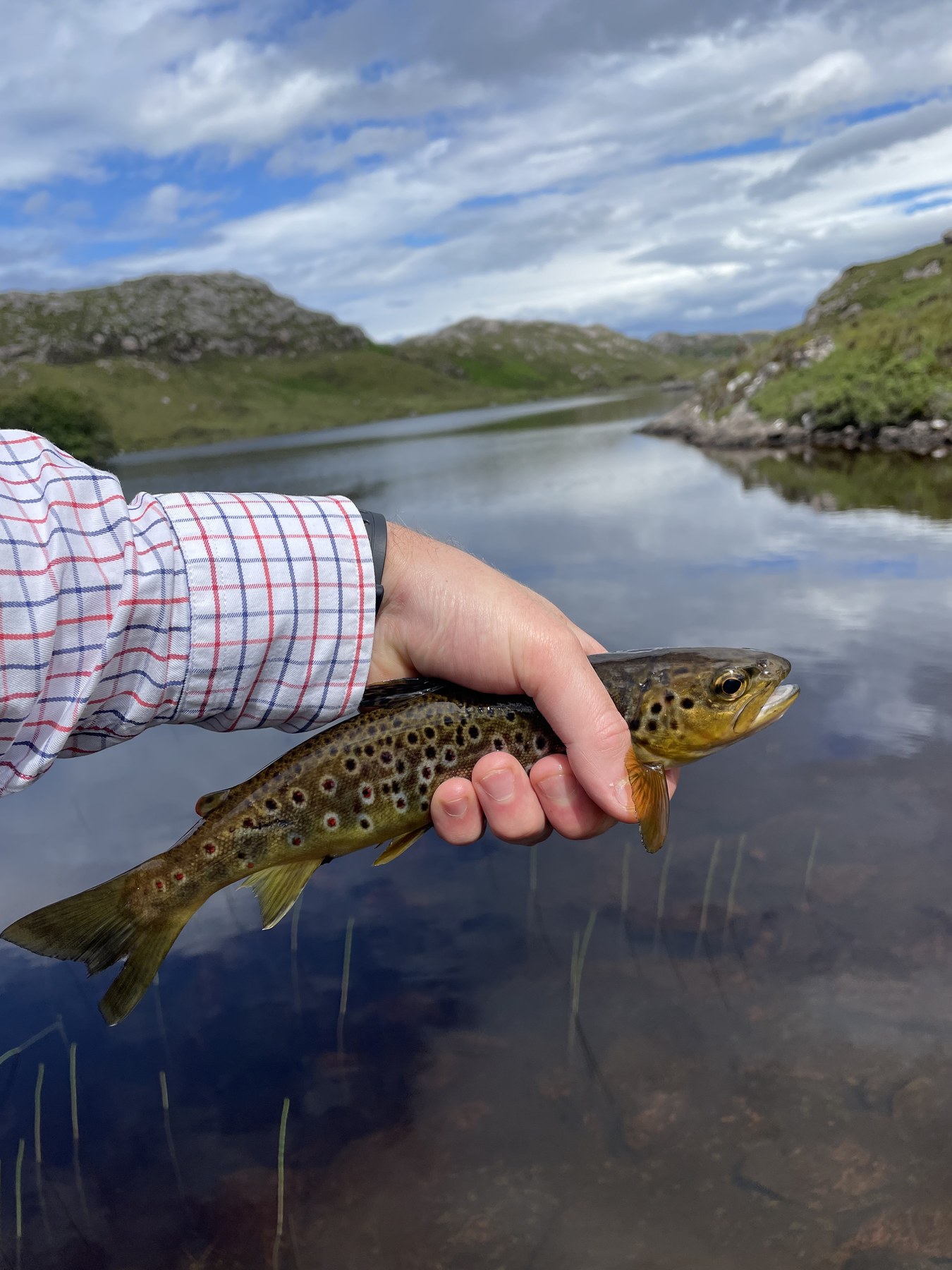 Wild brown trout against Highland mountains