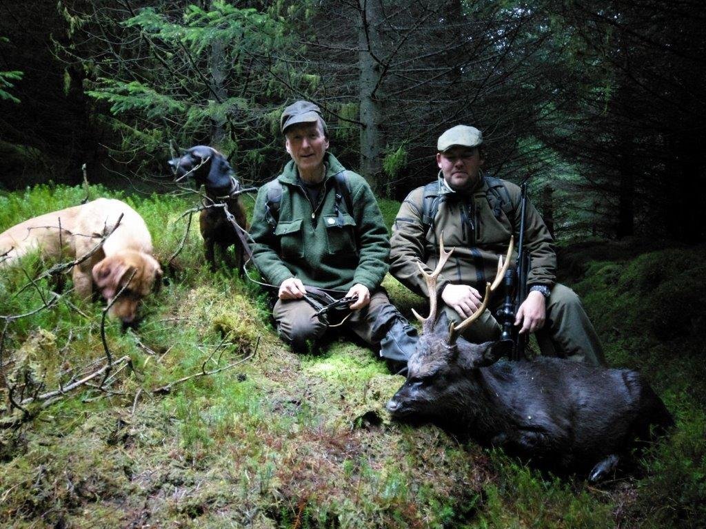 Hunters with a sika stag in pre-season forestry