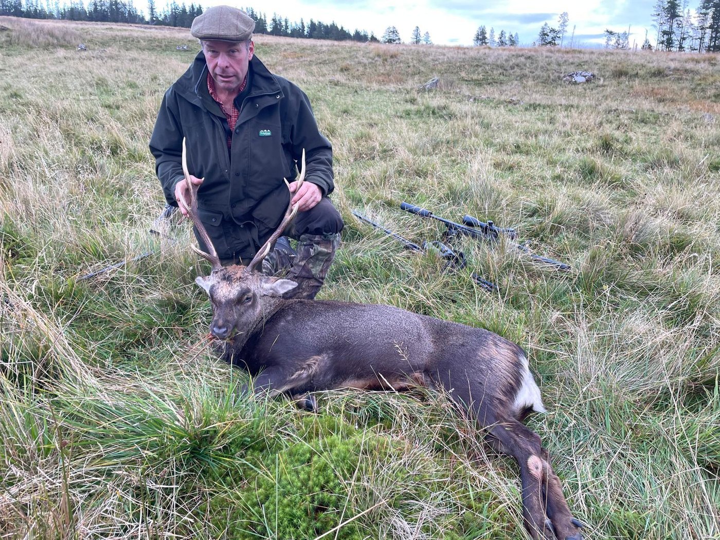 Guest with a sika stag