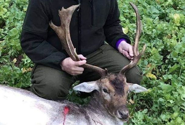 Hunter with a Suffolk fallow buck on the crops