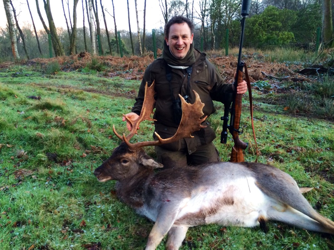Norfolk fallow buck