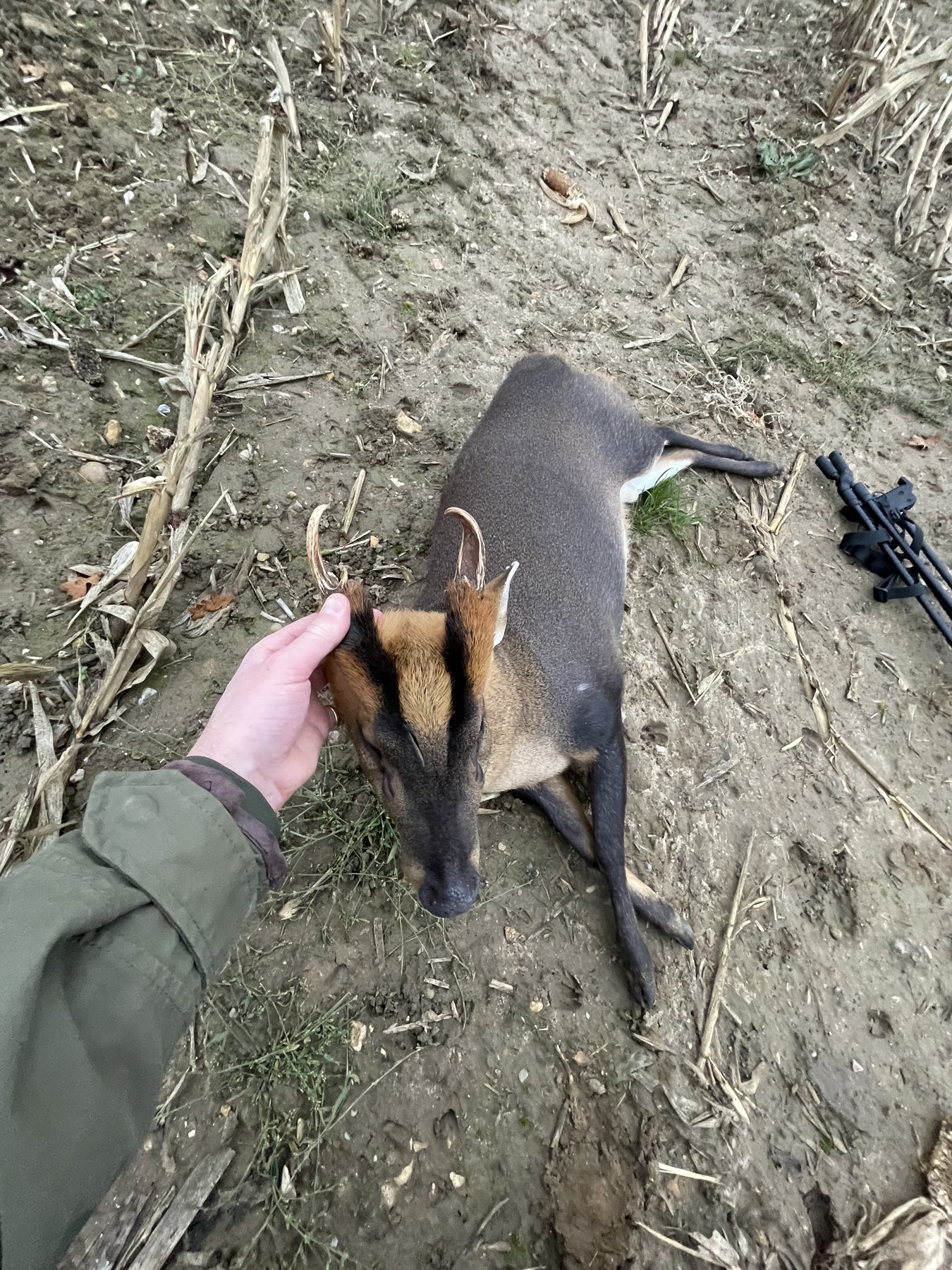 Norfolk muntjac buck
