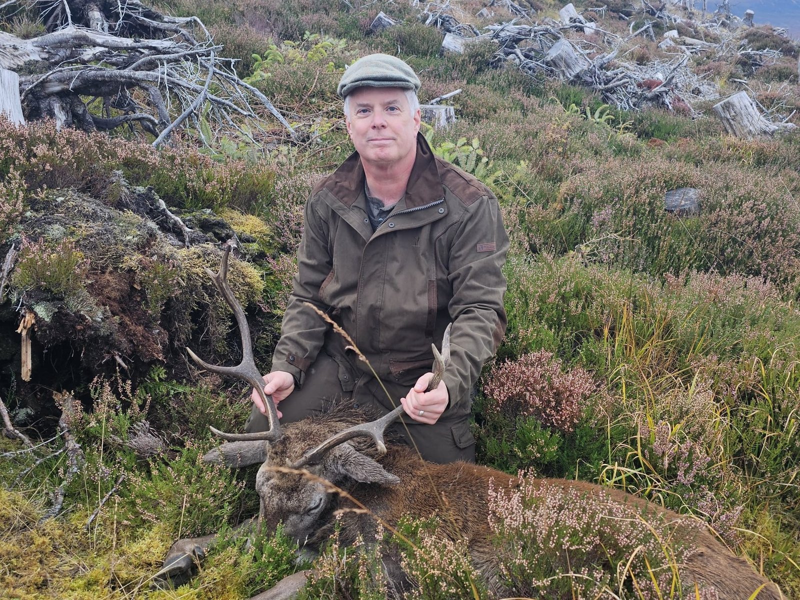 Highland red stag