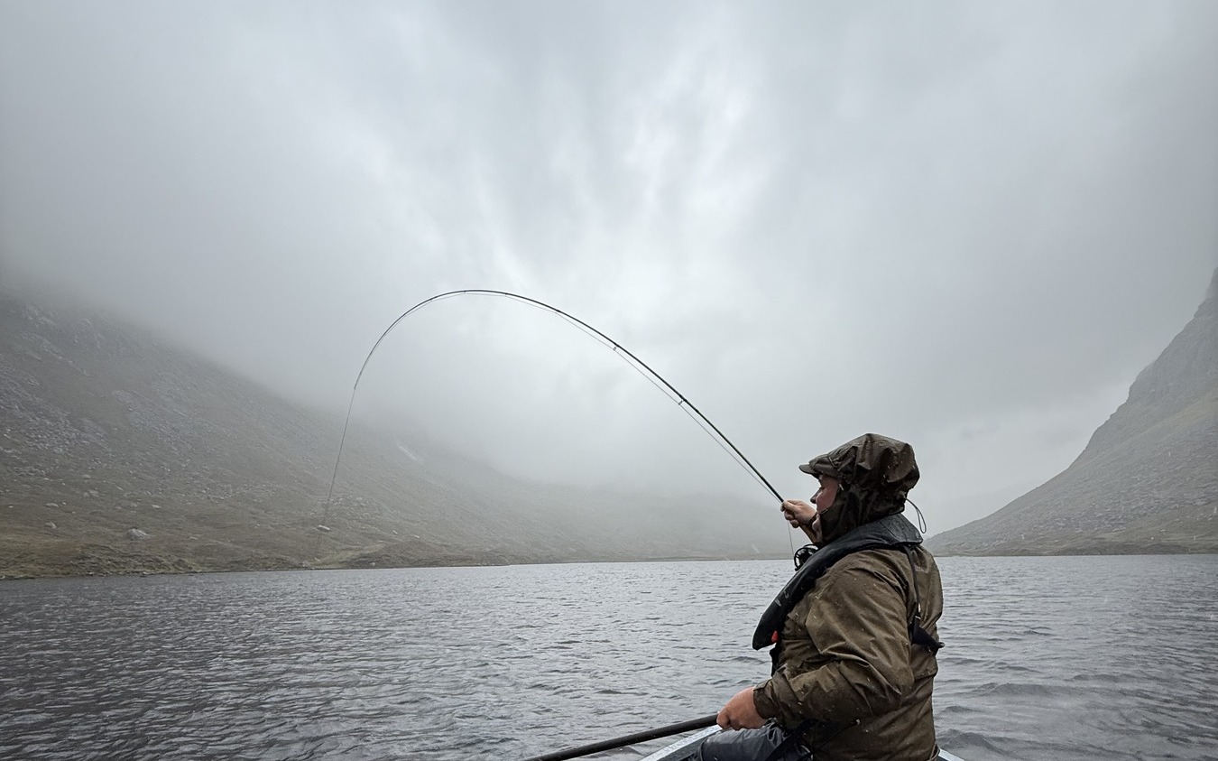 Wild Brown Trout