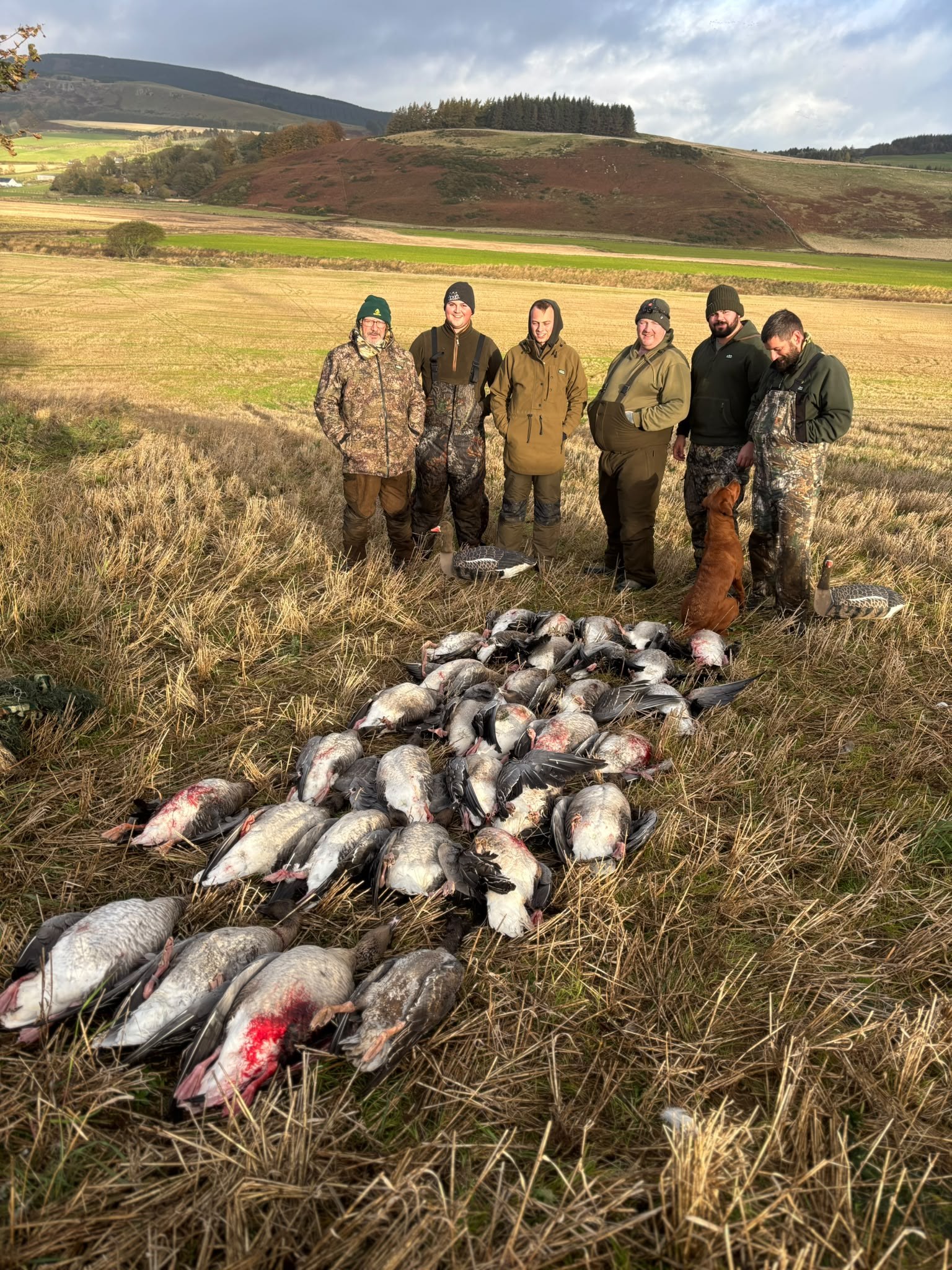 Guns with a bag of pink-footed geese on the Scottish countryside