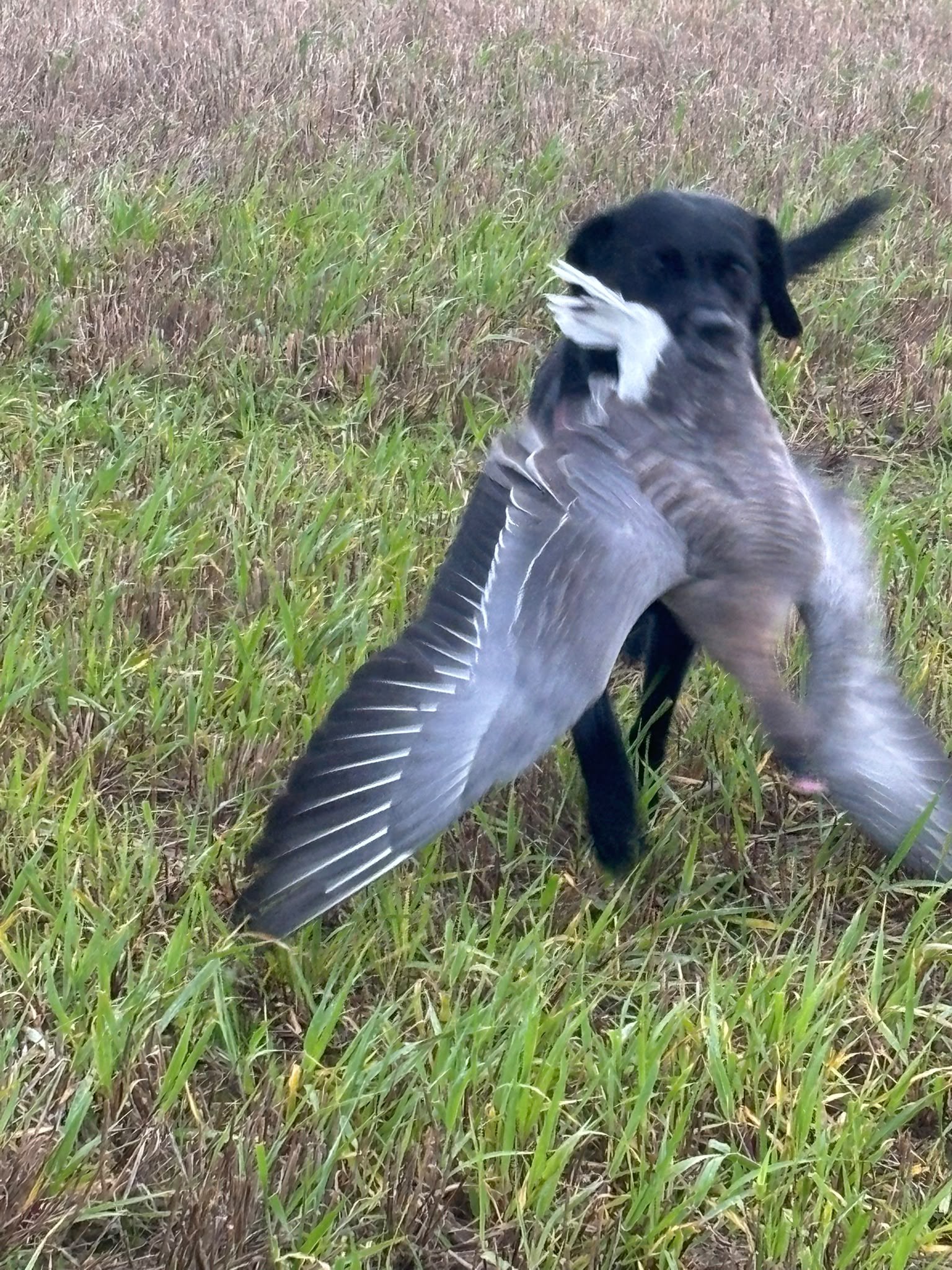 Black Labrador retrieving a goose