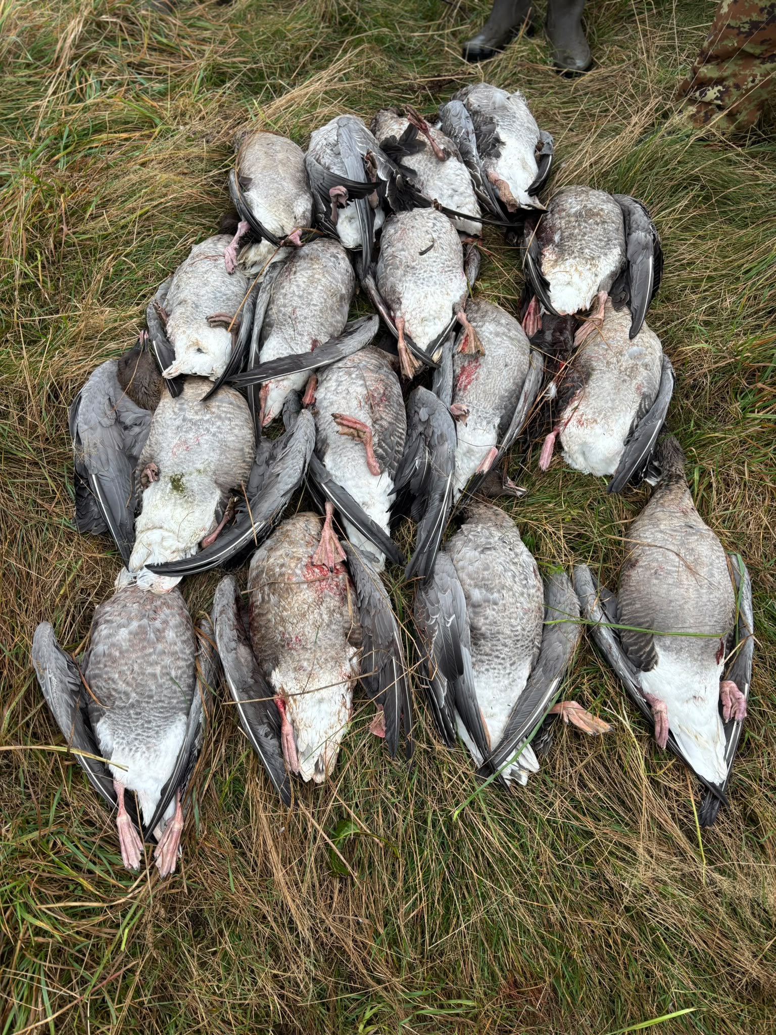 Pink-foot geese laid out on the grass