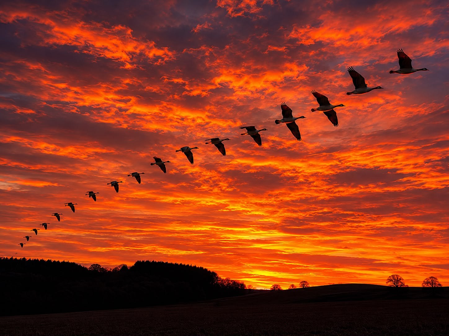 Pink-foot geese against a sunset sky