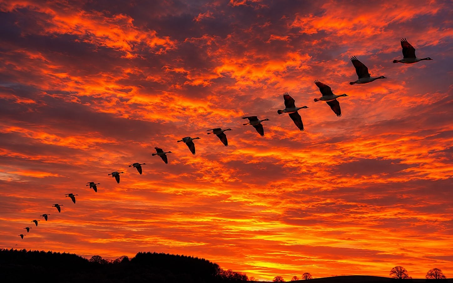 Wildfowling